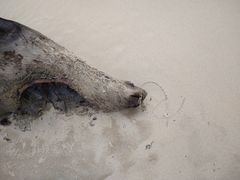 Arctocephalus pusillus