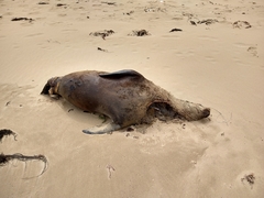 Arctocephalus pusillus