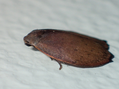 Macaduma