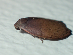 Macaduma