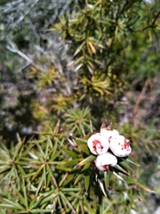 Cyathodes glauca