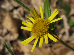 Inula
