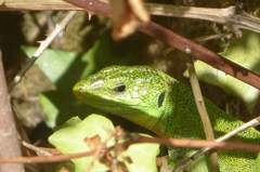 Lacerta trilineata major