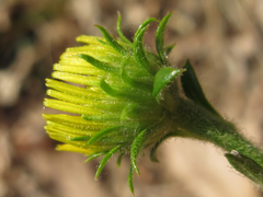 Inula