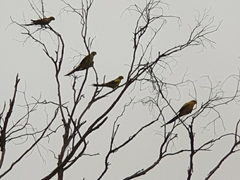 Polytelis anthopeplus