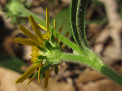 Inula