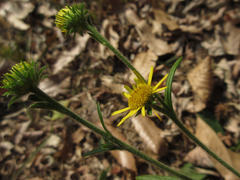 Inula