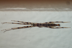 Styringomyia
