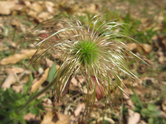 Pulsatilla cernua