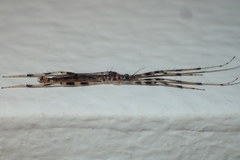 Styringomyia