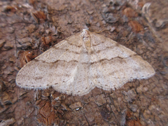 Larerannis orthogrammaria