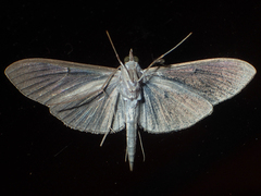 Coptobasis