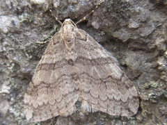 Operophtera relegata