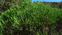 Veronica cupressoides