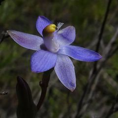 Thelymitra peniculata