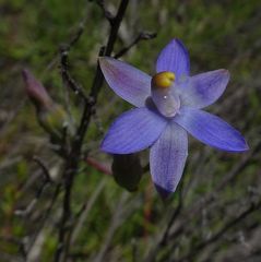 Thelymitra peniculata