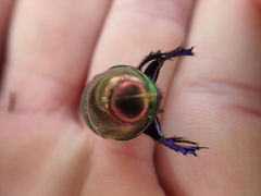 Trypocopris pyrenaeus