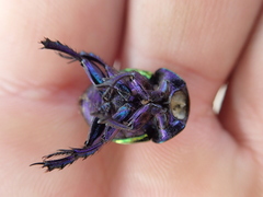 Trypocopris pyrenaeus