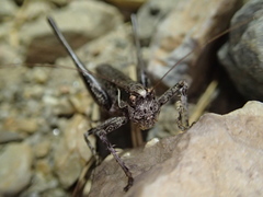 Antaxius spinibrachius