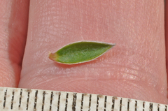 Pimelea pseudolyallii