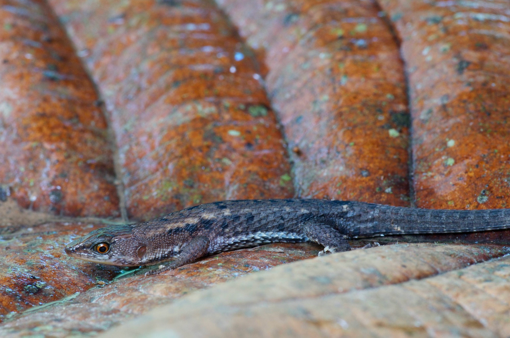 Alopoglossus atriventris Duellman, 1973