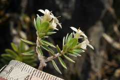 Pimelea pseudolyallii