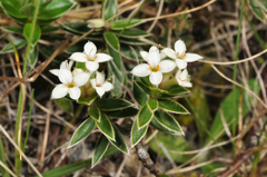 Pimelea pseudolyallii
