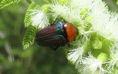 Leucocelis haemorrhoidalis
