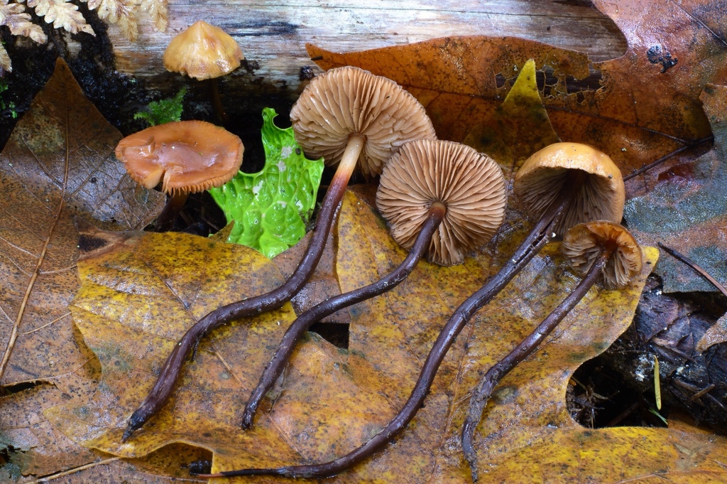 Phaeocollybia attenuata