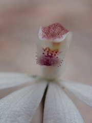 Caladenia gracilis