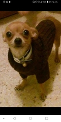 Canis familiaris