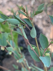 Phyllanthus maderaspatensis