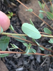 Phyllanthus maderaspatensis