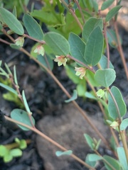 Phyllanthus maderaspatensis