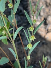Phyllanthus maderaspatensis