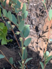 Phyllanthus maderaspatensis