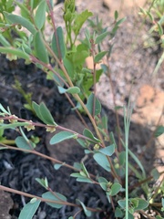 Phyllanthus maderaspatensis