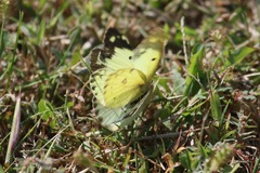Colias