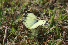 Colias