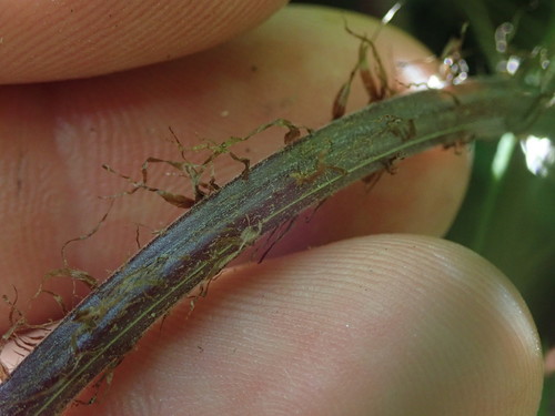 Christella dentata