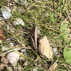 Stenocatantops mistshenkoi