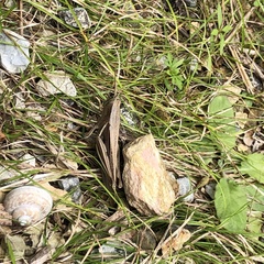 Stenocatantops mistshenkoi