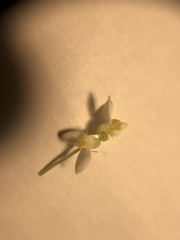 Zehneria japonica