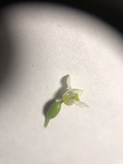 Zehneria japonica
