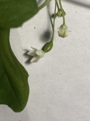 Zehneria japonica