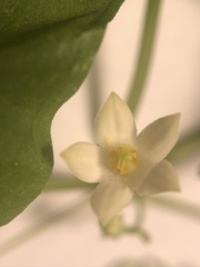 Zehneria japonica