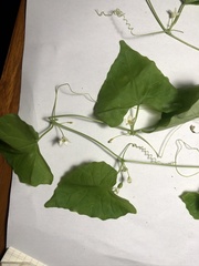 Zehneria japonica