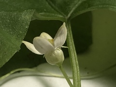 Zehneria japonica