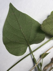 Ipomoea triloba
