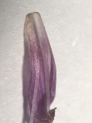 Ipomoea triloba